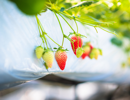 Strawberry fruits on the branch at the morning lightの写真素材