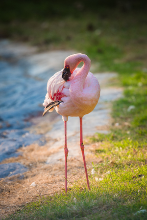 Flamingo standing tall. A beautiful flamingo stands upright on a grassedの写真素材