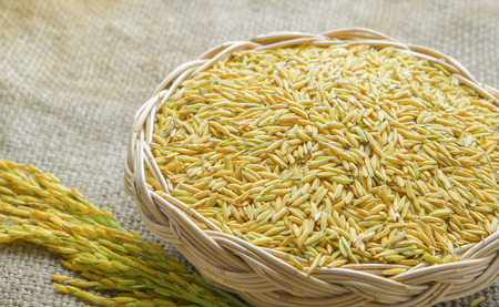 paddy on wicker baskets on the sack clothの写真素材