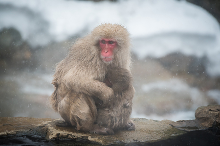 Monkey mother and baby, Jigokudani, Nagano, Japanの写真素材