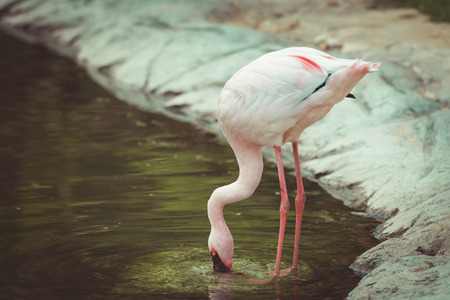 Flamingo in korat zoo, thailand.  vintage toneの写真素材