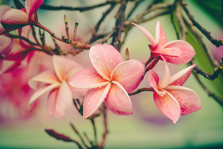 Luntom, Plumeria Flower ,vintageの写真素材