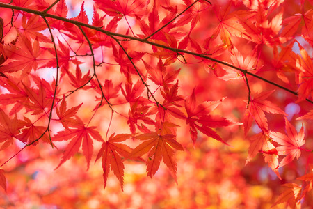 autumnal background, slightly defocused red maple leavesの写真素材
