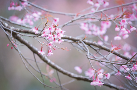 Sakura Flower or Cherry Blossom With Beautiful Nature Background.の写真素材