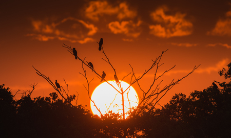 Silhouette of  bird seating on a tree at sunsetの写真素材