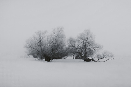 trees in fogの写真素材