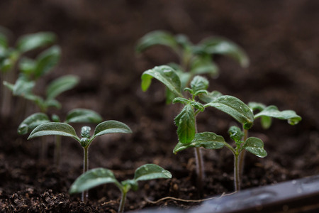 young tomato seedling in greenhouse with soft sunlight