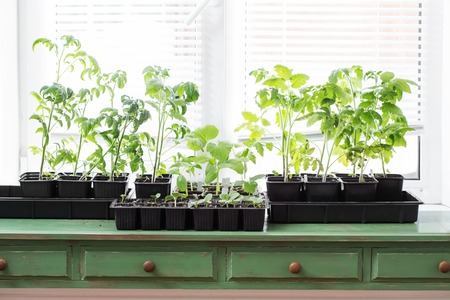 young tomato seedling in greenhouse with soft sunlightの写真素材