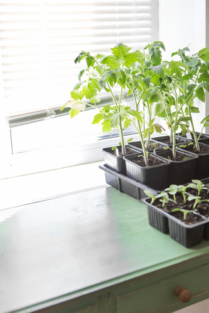 young tomato and cucumber seedling in greenhouse with soft sunlightの写真素材