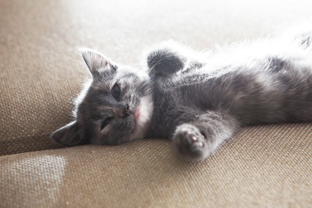 cute grey kitten sleeping on sofa at homeの写真素材