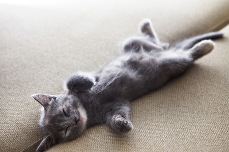 cute grey kitten sleeping on sofa at homeの写真素材