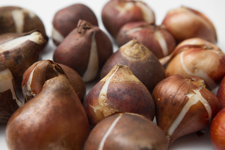 close up tulip bulbs isolated on whiteの写真素材