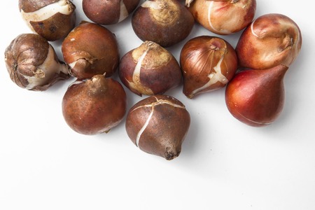 close up tulip bulbs isolated on whiteの写真素材