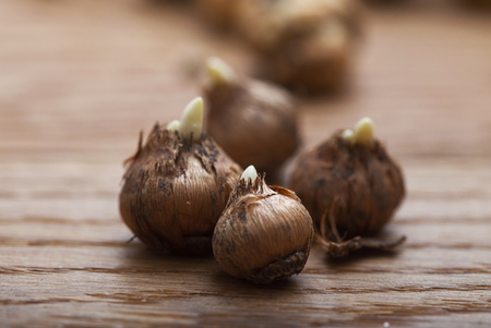 macro crocus bulbs on wooden table in greenhouse