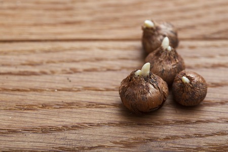 macro crocus bulbs on wooden table in greenhouse