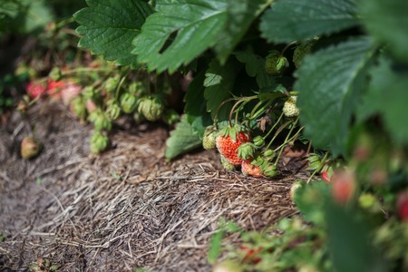 bush of fresh red and green strawberryの写真素材