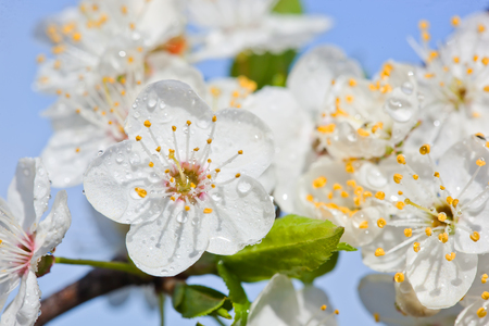 Cherry flowers in natureの写真素材