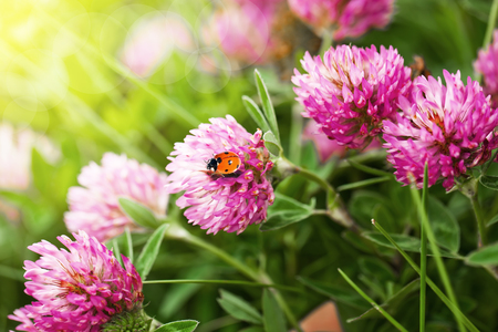 Clover flower in natureの写真素材