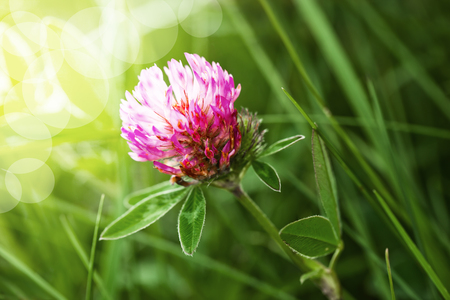 Clover flower in natureの写真素材