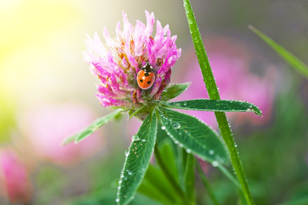 Clover flower in nature