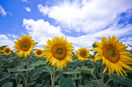 Sunflower in the field against the blue skyの写真素材