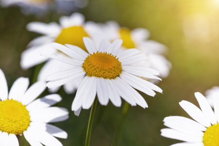 Chamomile flower in the fieldの写真素材
