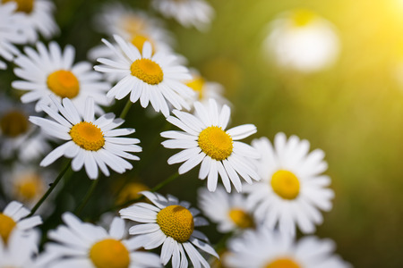 Chamomile flower in the fieldの写真素材