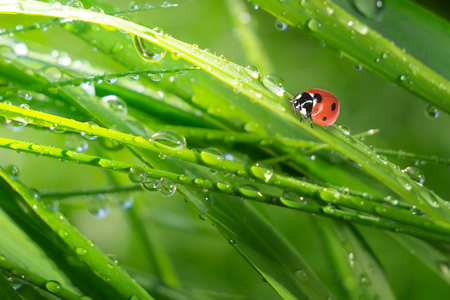 Ladybug in the fieldの写真素材