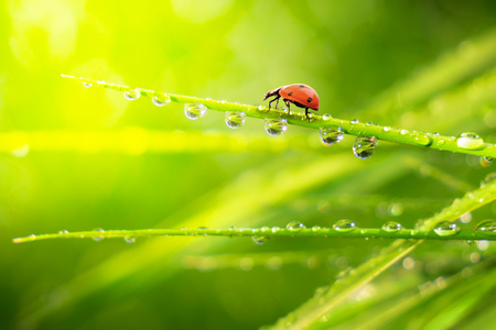 Ladybug in the fieldの写真素材