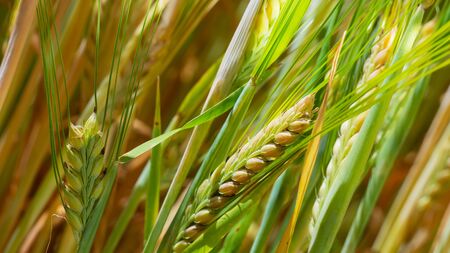 Rye spikelets in a field in summerの写真素材