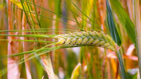 Rye spikelets in a field in summerの写真素材