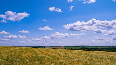 Rye spikelets in a field in summerの写真素材
