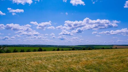 Rye spikelets in a field in summerの写真素材