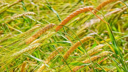 Rye spikelets in a field in summerの写真素材
