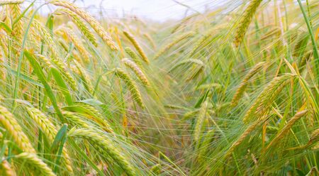 Rye spikelets in a field in summerの写真素材