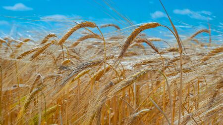 Rye spikelets in a field in summerの写真素材