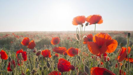 Summer poppy flowers on green fieldの写真素材
