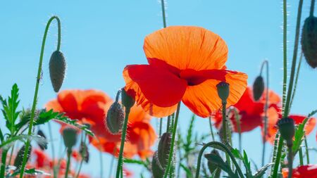 Summer poppy flowers on green fieldの写真素材