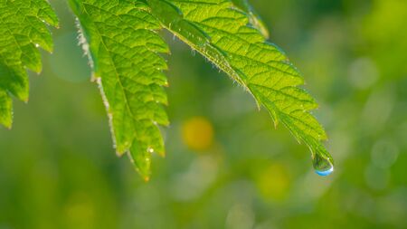 Green leaf with raindrops in the summer in nature develops in the wind