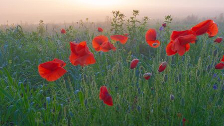 Summer poppy flowers on green fieldの写真素材