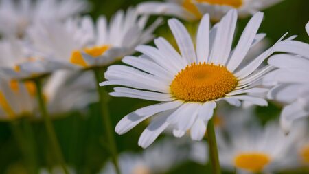 Chamomiles in the summer field close-upの写真素材