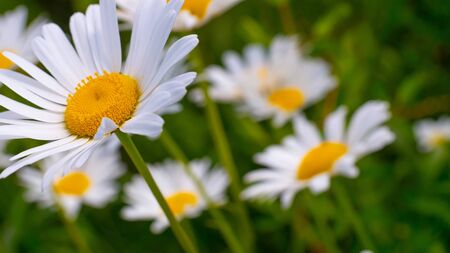 Chamomiles in the summer field close-upの写真素材