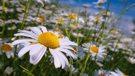 Ladybug on a camomile close-up in a summer field.の写真素材