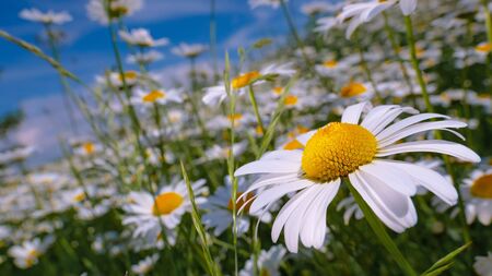 Ladybug on a camomile close-up in a summer field.