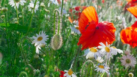 Chamomiles in the summer field close-upの写真素材