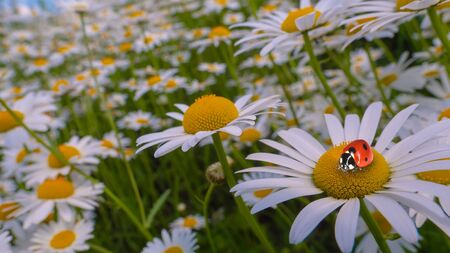 Ladybug on a camomile close-up in a summer field.の写真素材