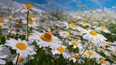 Ladybug on a camomile close-up in a summer field.の写真素材