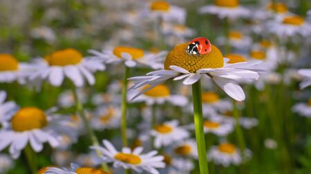 Ladybug on a camomile close-up in a summer field.の写真素材