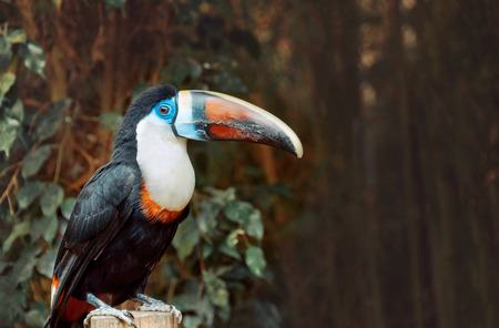 Single White-throated Toucan (Ramphastos tucanus),  closeupの写真素材