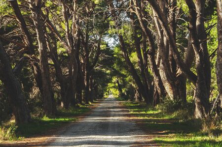 French country road running through tree alley .